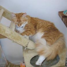 Blanding af racer Enya