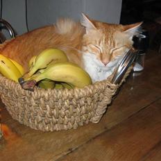 Blanding af racer Enya