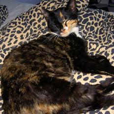 Blanding af racer Tulle