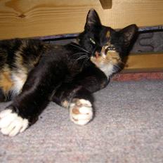 Blanding af racer Tulle