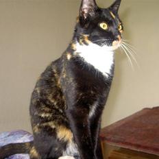 Blanding af racer Tulle