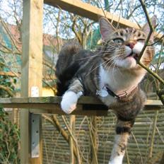 Blanding af racer Olivia