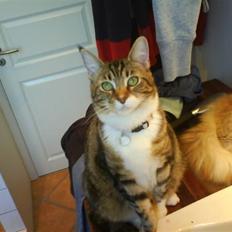 Blanding af racer Olivia