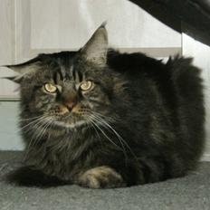 Maine Coon Sylvester