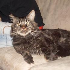 Maine Coon Sylvester