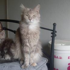 Maine Coon Jabba R.I.P mor´s baby