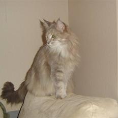 Maine Coon Jabba R.I.P mor´s baby