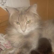 Maine Coon Jabba R.I.P mor´s baby