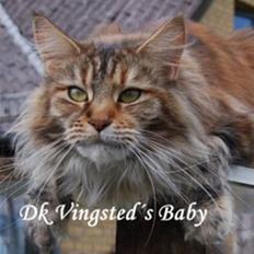 Maine Coon DK Vingsted´s Baby