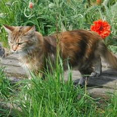 Maine Coon DK Vingsted´s Baby
