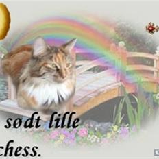 Maine Coon Duchess R.I.P min skat