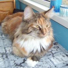 Maine Coon Duchess R.I.P min skat