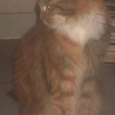 Maine Coon Duchess R.I.P min skat