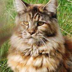 Maine Coon DK Vingsted´s Cindarella