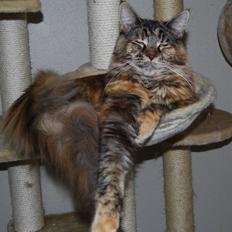 Maine Coon DK Vingsted´s Cindarella