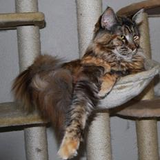 Maine Coon DK Vingsted´s Cindarella
