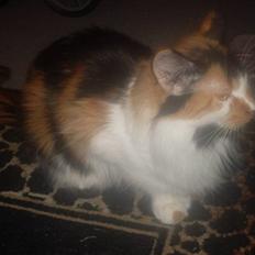 Maine Coon Shakira P R.I.P min skat