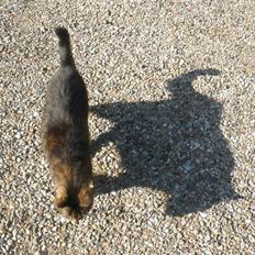 Blanding af racer Mister