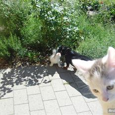 Blanding af racer Sneboldt "fede"