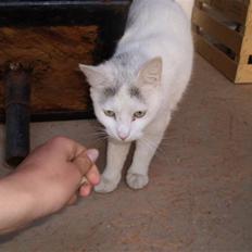 Blanding af racer Sneboldt "fede"