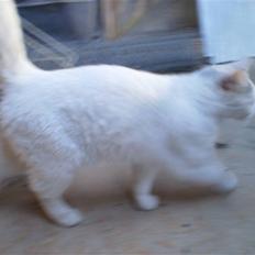 Blanding af racer Sneboldt "fede"