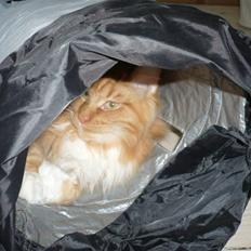 Maine Coon Micharlo`s Windsurfer