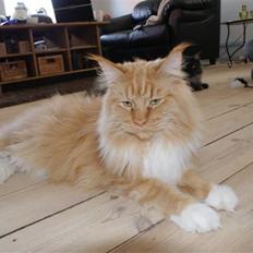 Maine Coon Micharlo`s Windsurfer