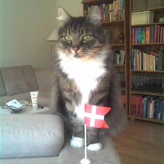 Norsk Skovkat Lille John *DØD*