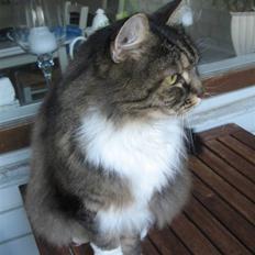 Norsk Skovkat Lille John *DØD*