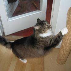 Norsk Skovkat Lille John *DØD*