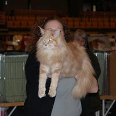 Maine Coon Micharlo`s Dante
