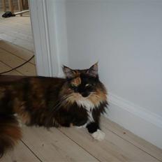 Maine Coon Micharlo`s Fantasy