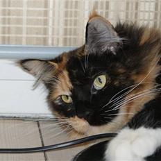 Maine Coon Micharlo`s Fantasy