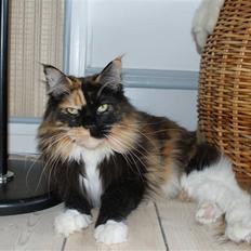 Maine Coon Micharlo`s Fantasy