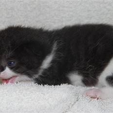 Blanding af racer Hegnsholt's Spotty <3
