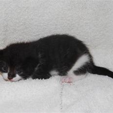Blanding af racer Hegnsholt's Spotty <3