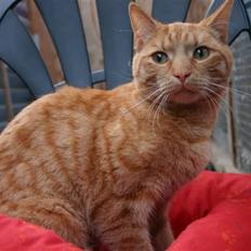 Huskat Elvis / Rødemissen