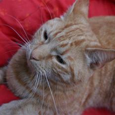 Huskat Elvis / Rødemissen