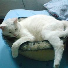 Blanding af racer Bertram