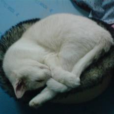 Blanding af racer Bertram