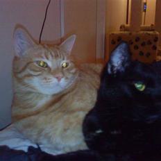 Blanding af racer Mille