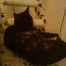 Blanding af racer Mille