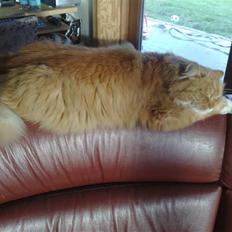 Norsk Skovkat Garfield