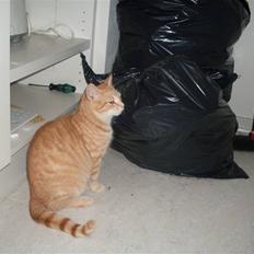 Blanding af racer Plage