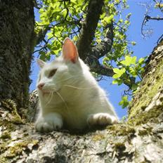 Blanding af racer Chever "Mindre fede"