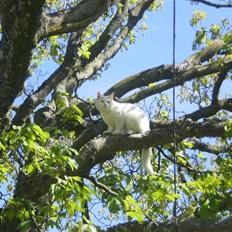 Blanding af racer Chever "Mindre fede"