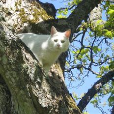 Blanding af racer Chever "Mindre fede"