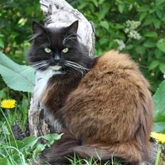 Blanding af racer Rosa