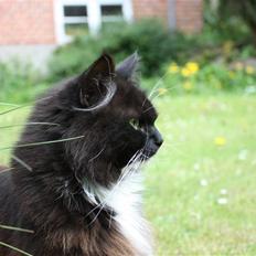 Blanding af racer Rosa