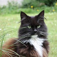 Blanding af racer Rosa